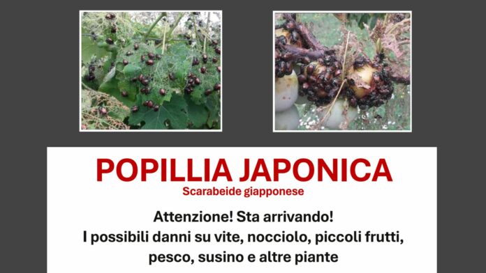 Popillia Japonica